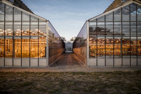Gewächshäuser des Max-Planck-Instituts für Molekulare Pflanzenphysiologie